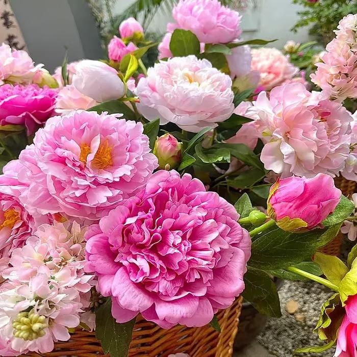 Premium peony flower seeds pack of 20 - Queen of flowers garden seeds for Indian gardens