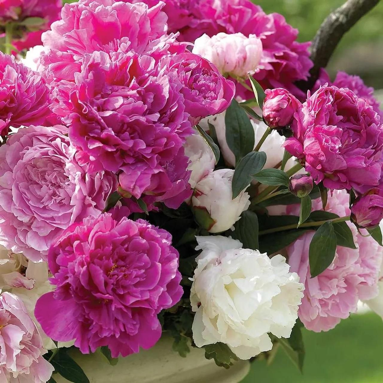 Arranged peony flower seeds demonstrating seed count and uniform quality for garden planting