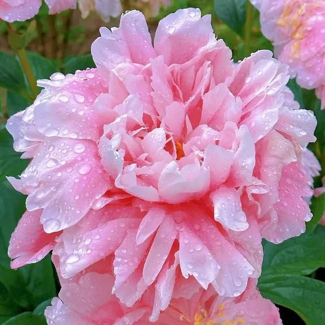 Individual peony flower seeds displayed showing size and quality of Queen of flowers seeds