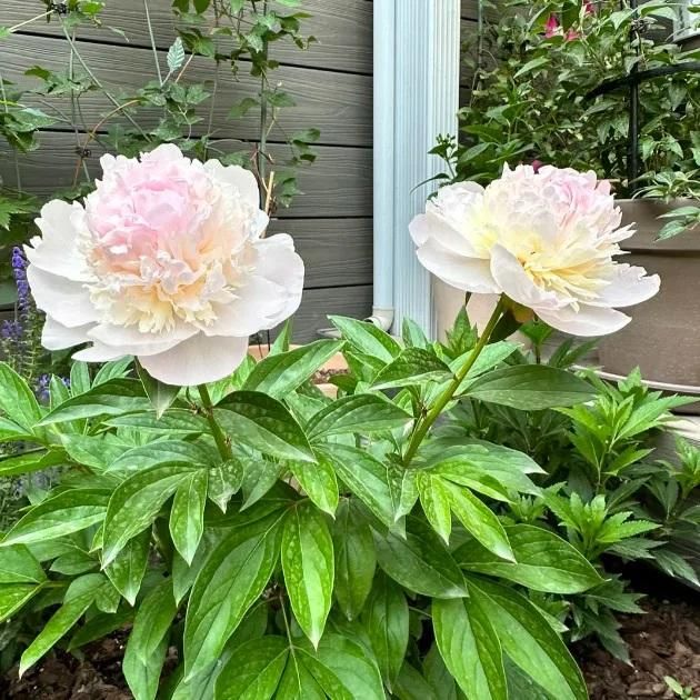 Premium peony seeds packaging showing brand quality and professional presentation